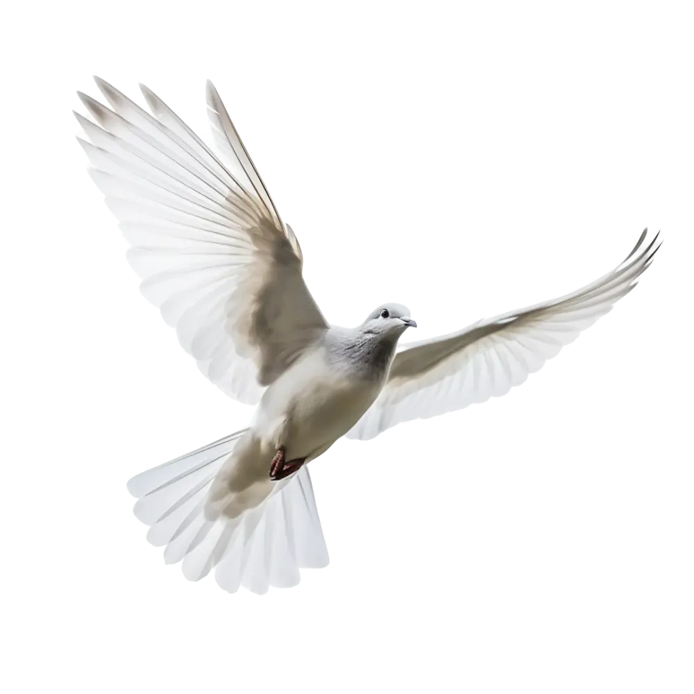 colombe